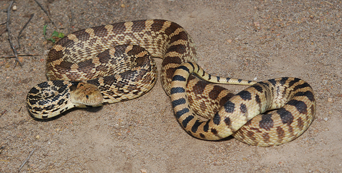 Pipe snake, Burrowing, Venomous, Non-Venomous