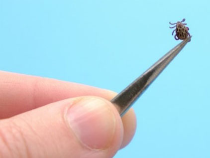 Tick being held in a pair of tweezers.