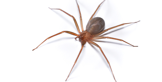 Spider Bites | Kansas Poison Center